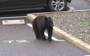 盛岡市郊外に住んで一カ月「近所の防災無線から三日に一度、ときには日に数回、クマの出没情報が」