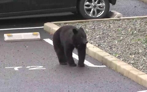 盛岡市郊外に住んで一カ月「近所の防災無線から三日に一度、ときには日に数回、クマの出没情報が」