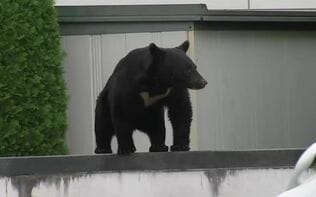 「さっき、木村さんの家のまえを、熊が走っていきましたよ」確実に近くにいるのに、なんだか遠い