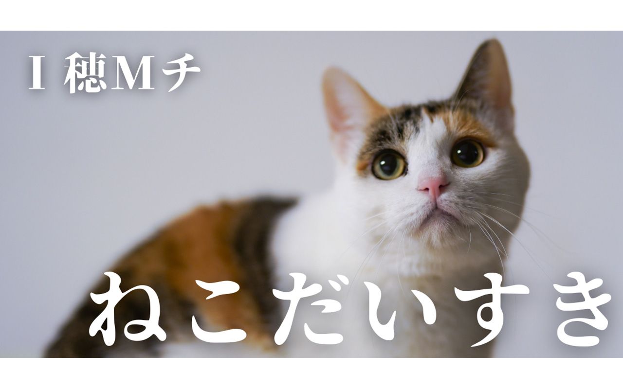 ねこだいすき