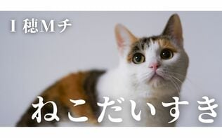ねこだいすき