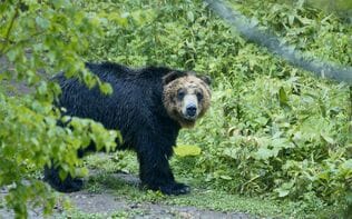 「私は羆に用心するから、遭遇することは滅多にない」それでもうっかり近づきすぎて見た羆の姿は…